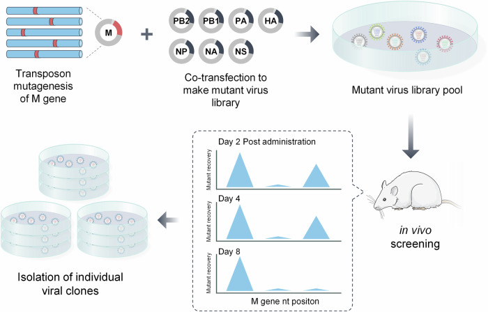 Synthetic biology-inspired development of live attenuated influenza vaccines.