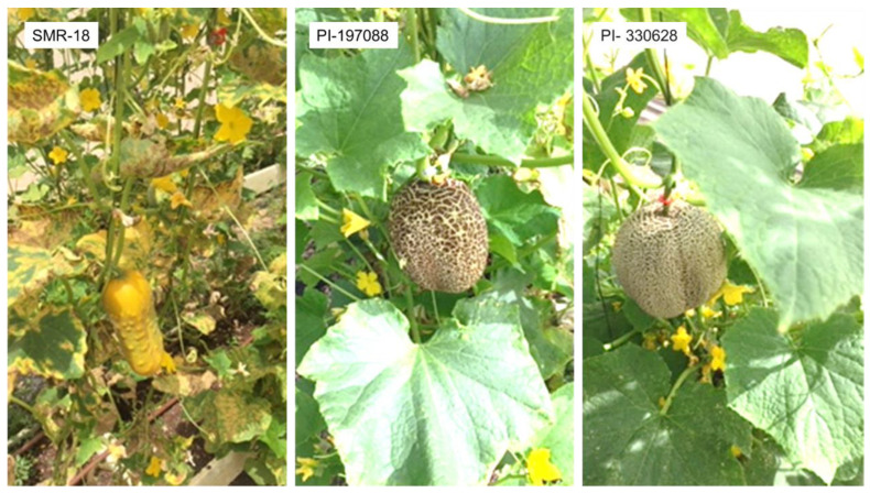 Transfer of Downy Mildew Resistance Genes from Wild Cucumbers to Beit Alpha Types.
