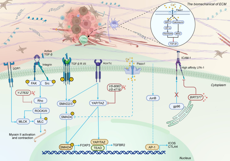 Biomechanics of the tumor extracellular matrix and regulatory T cells: regulatory mechanisms and potential therapeutic targets.