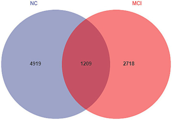 Gut dysbiosis is associated with increased blood-brain barrier permeability and cognitive impairment in elderlies with coronary heart disease.