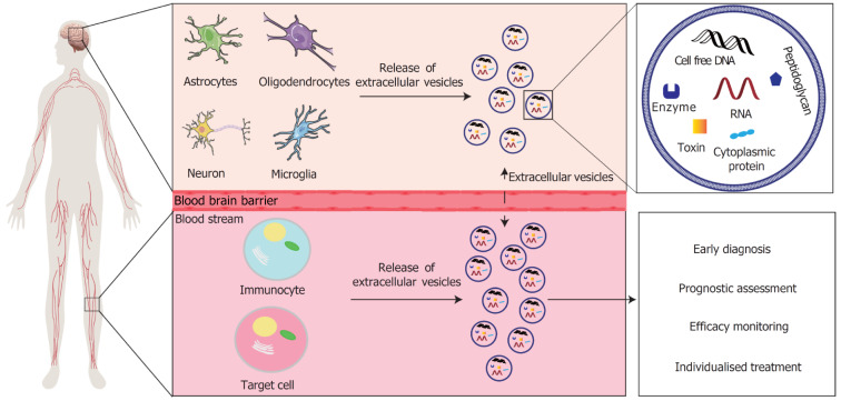 Cell-free DNA in extracellular vesicles: A candidate biomarker of schizophrenia.