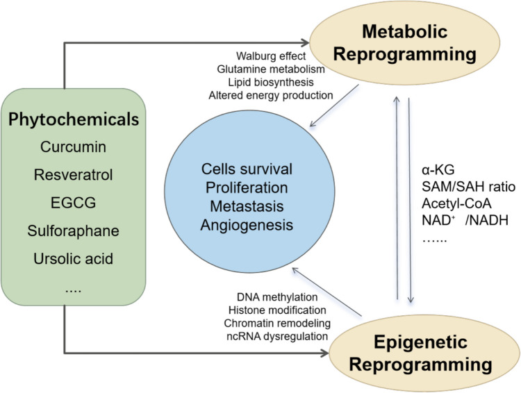 Cancer-specific Regulation of Metabolic and Epigenetic Pathways by Dietary Phytochemicals.
