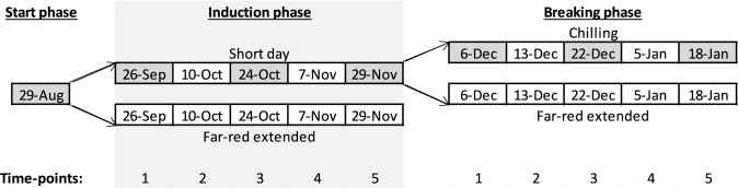 Fragaria ananassa DAM4 expression correlates with vegetative growth during semi-dormancy breaking.