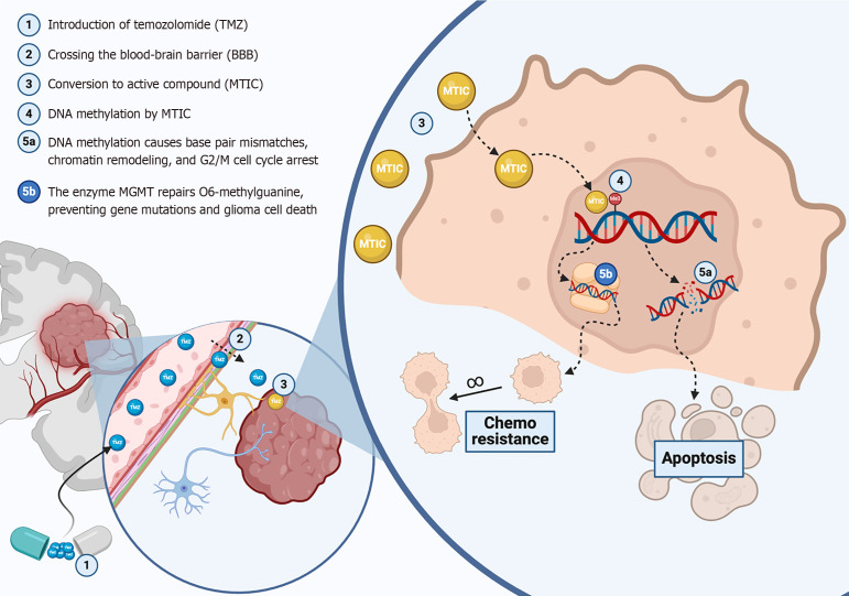 Glucose and antidiabetic therapy in temozolomide resistance in glioblastoma.