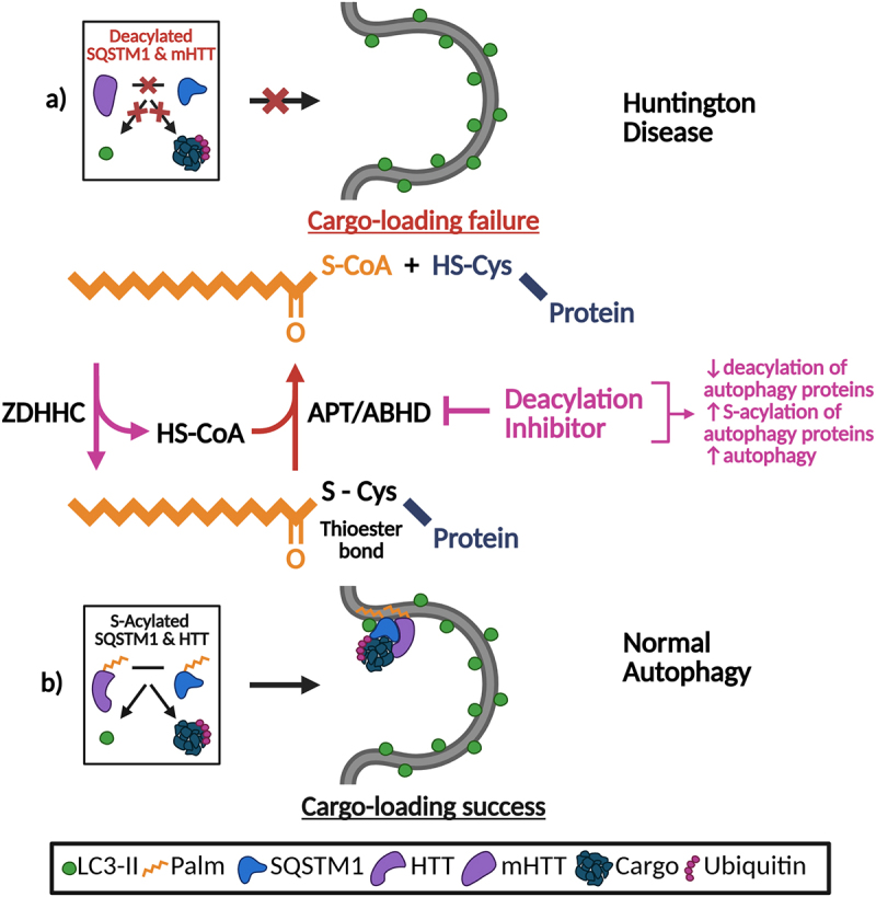 Sequestering sequestosome 1 via S-acylation in autophagy, Huntington disease, and beyond.
