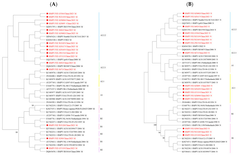 Epidemiology and Genetic Diversity of Human Metapneumovirus in Patients with Severe Acute Respiratory Infection from 2023 to 2024 in Ningxia, China.