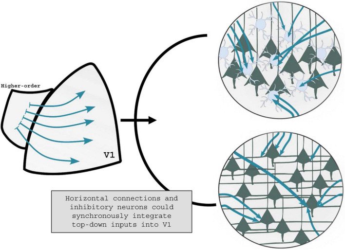 How perceptual learning rewires brain connectivity: lessons from the visual system in a top-down perspective.