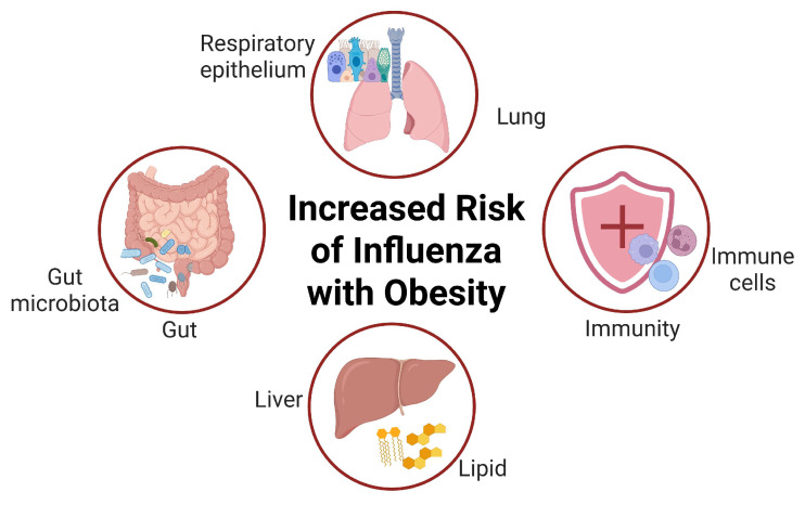 Impact of Obesity on Immunity to the Influenza Virus: Gut Microbiota, Mechanisms, and Novel Therapeutic Strategies.