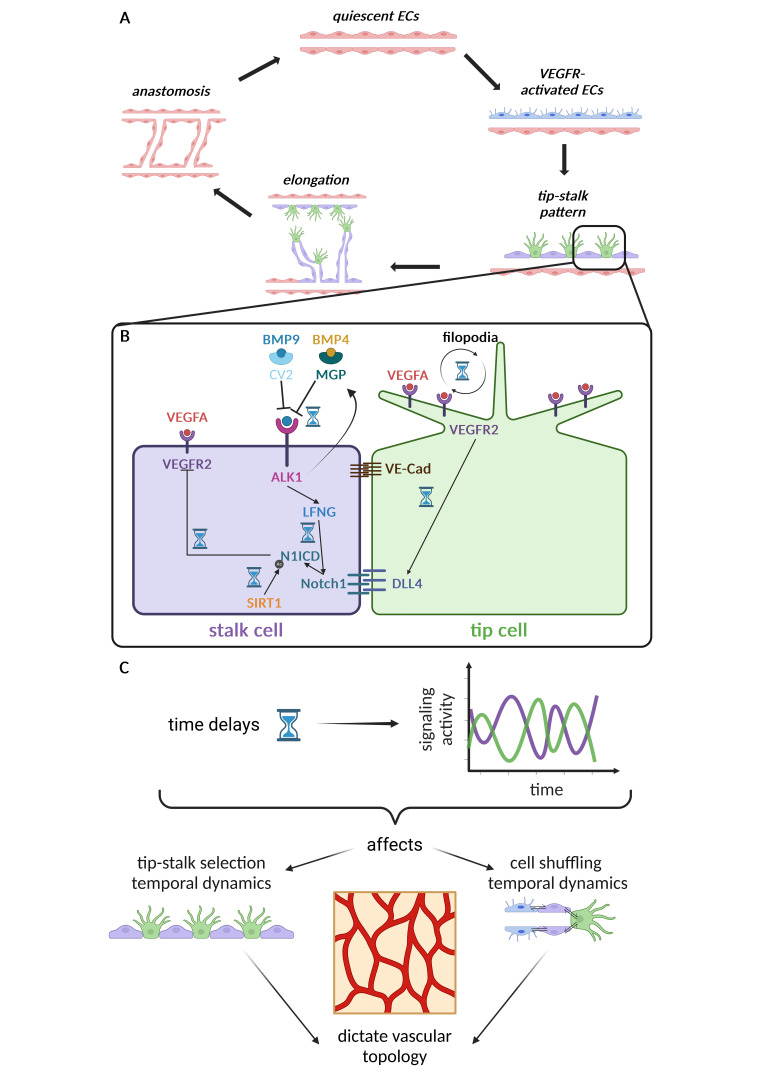 Temporal dynamics of angiogenesis: the emerging role of mechanoregulated pathways.