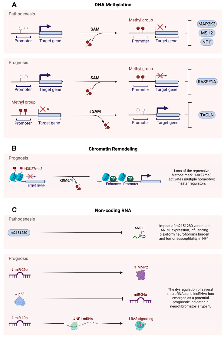 Epigenetic Mechanisms in Neurofibromatosis Types 1 and 2.