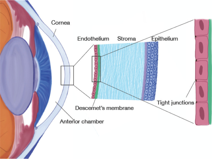 A mathematical model of corneal endothelium pump function.