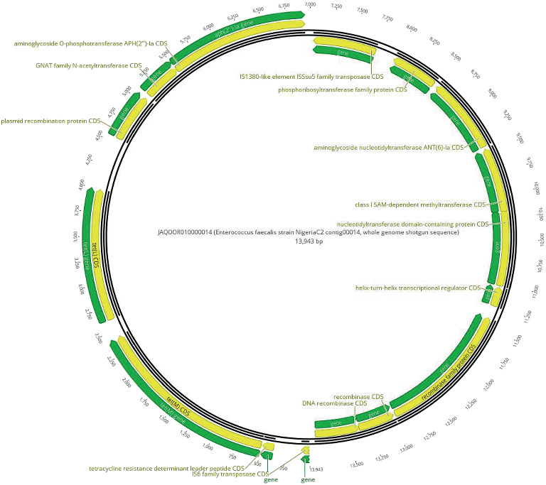 Genomic and Bioinformatic Insights Into <i>Enterococcus faecalis</i> From Retail Meats in Nigeria.