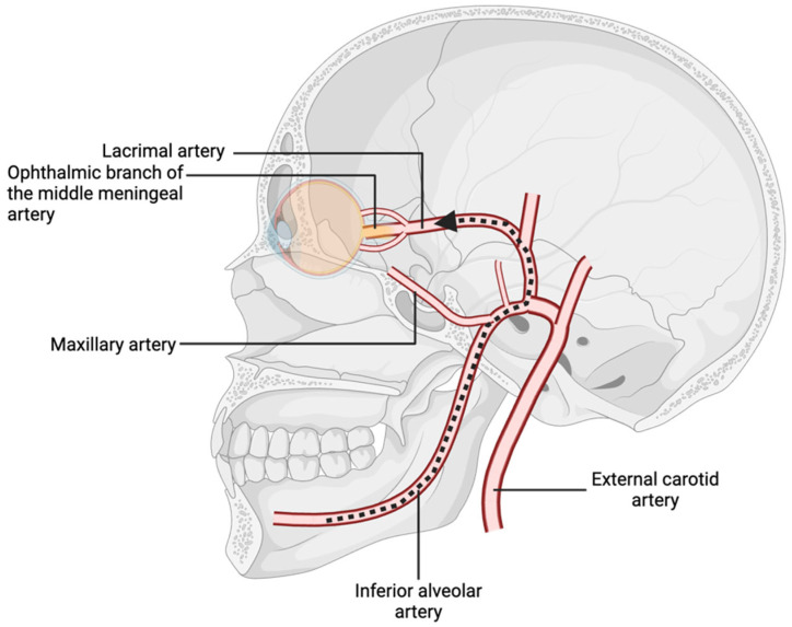 Ophthalmic Complications After Dental Procedures: Scoping Review.