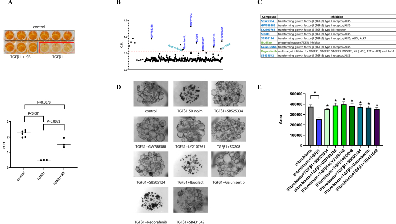 3D alveolar organoid drug screening model for targeting TGF-β1 in pulmonary fibrosis.