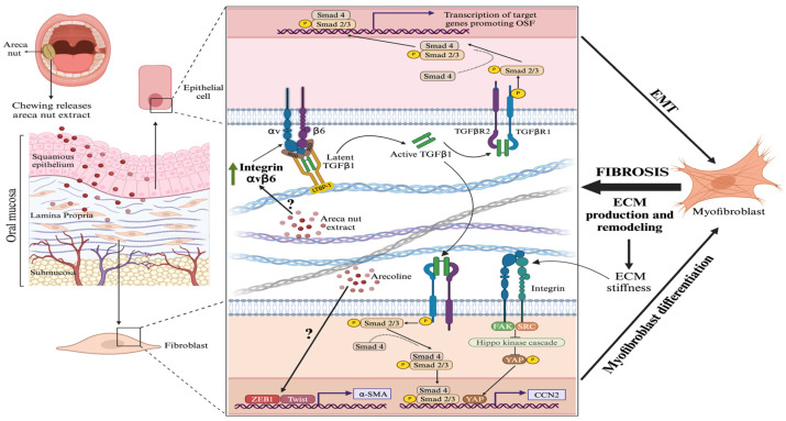 The Areca Nut and Oral Submucosal Fibrosis: A Narrative Review.