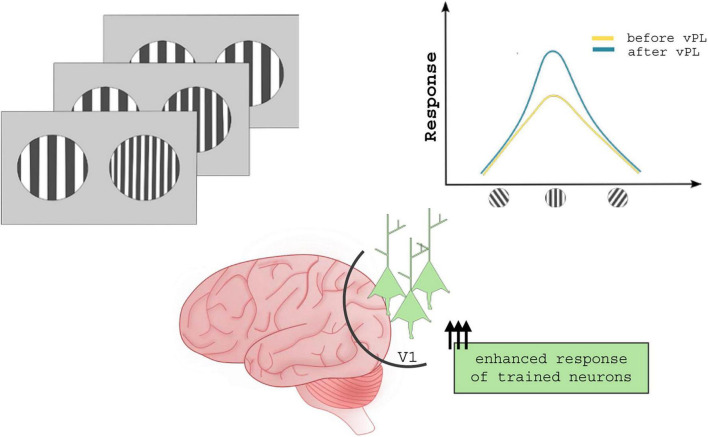 How perceptual learning rewires brain connectivity: lessons from the visual system in a top-down perspective.