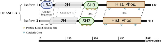 Investigating the role of UBASH3B in cancer: structural relevance, physiological functions, and therapeutic possibilities.