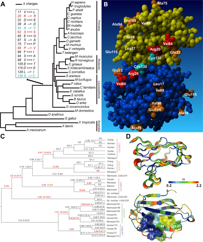 Maternal and placental galectins: key players in the feto-maternal symbiotic tango.