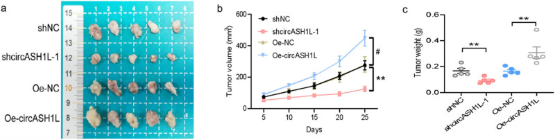 CircASH1L-mediated tumor progression in triple-negative breast cancer: PI3K/AKT pathway mechanisms.
