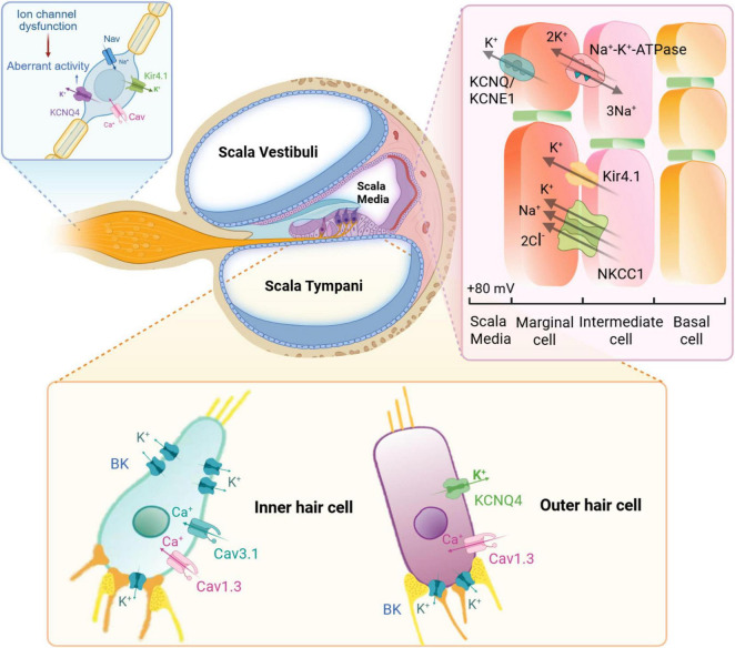 Pathophysiological insights and therapeutic developments in age-related hearing loss: a narrative review.