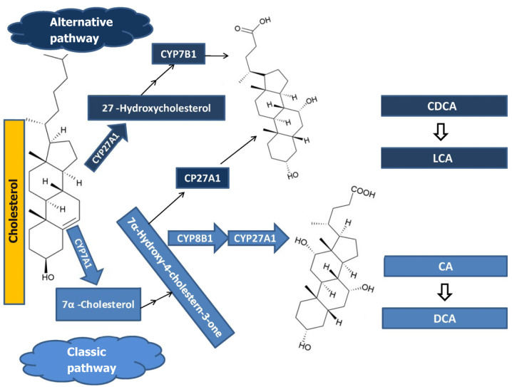 Bile acids in metabolic dysfunction-associated steatotic liver disease.