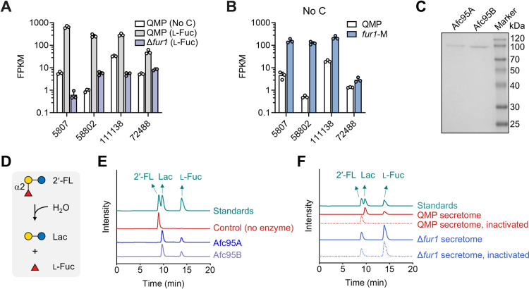 An l-fucose-responsive transcription factor cross-regulates the expression of a diverse array of carbohydrate-active enzymes in Trichoderma reesei.