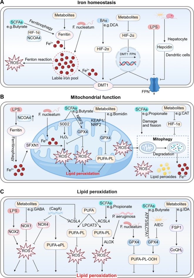 Crosstalk Between Microbiome and Ferroptosis in Diseases: From Mechanism to Therapy.