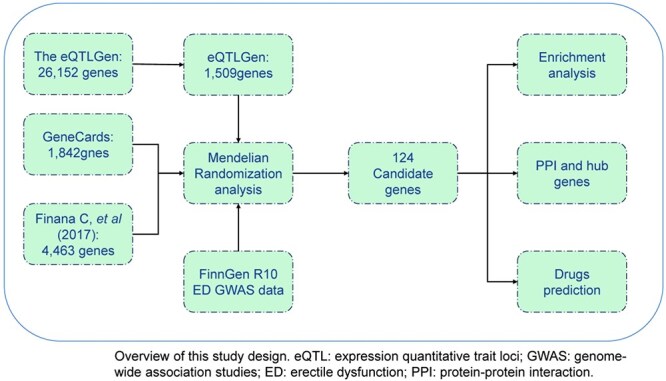 Identifying therapeutic targets for erectile dysfunction in the European population using genome-wide Mendelian randomization.