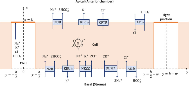 A mathematical model of corneal endothelium pump function.