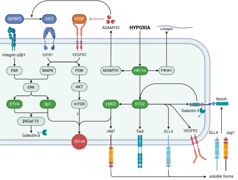 Endothelial transdifferentiation of glioma stem cells: a literature review.