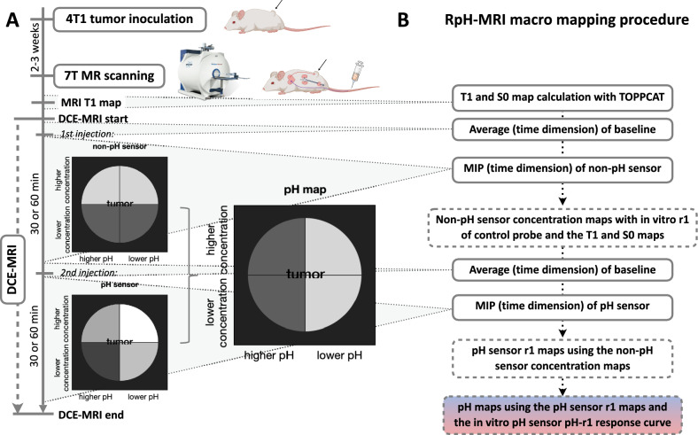 High-resolution quantitative mapping of extracellular pH by ratiometric MRI with iron chelates in a tumor mouse model.