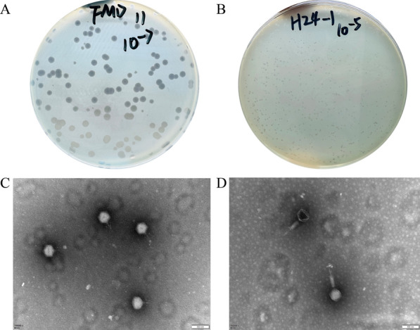 Lytic bacteriophages targeting multidrug-resistant Pseudomonas aeruginosa in Moschus berezovskii: isolation, characterization, and therapeutic efficacy against bacteremia.
