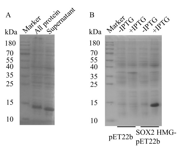 Prokaryotic Expression and Purification of the hSox2-HMG Domain.