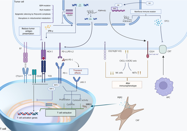 Unmasking immune checkpoint resistance in esophageal squamous cell carcinoma: Insights into the tumor microenvironment and biomarker landscape.