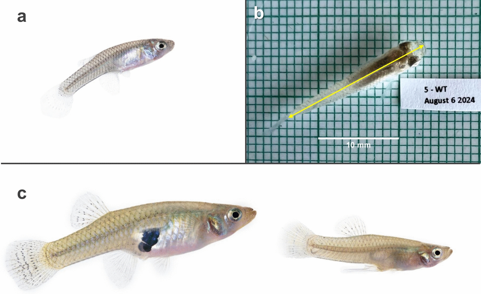 Growth and development of two predator species fed a diet of genetically engineered mosquitoes.
