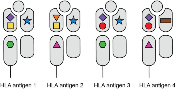 The Progress and Challenges of Implementing HLA Molecular Matching in Clinical Practice.