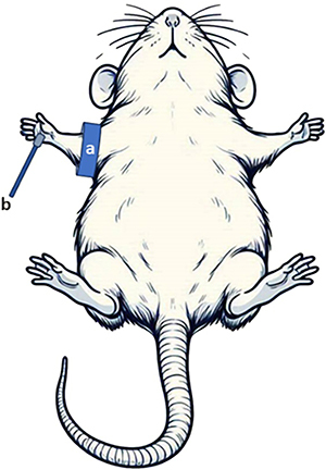 Identification of serum biomarkers associated with microvascular functions in a long-term high-fat diet-induced obesity rat model.
