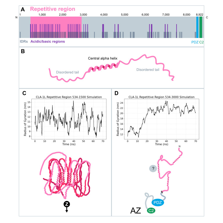 Sequence Analysis and Modeling of the Repetitive Region of the Long Isoform of Clarinet/CLA-1.