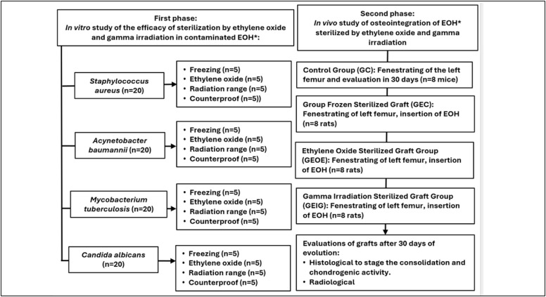 EXPERIMENTAL ANALYSIS IN WISTAR RATS OF BONE GRAFTS PREPARED BY DIFFERENT STERILIZATION METHODS.