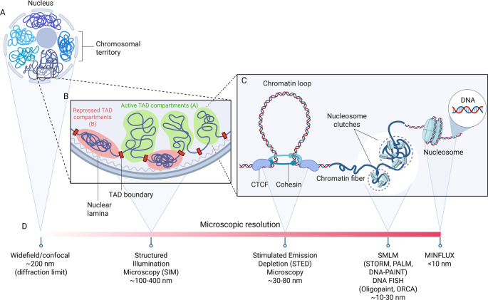 Deep learning in chromatin organization: from super-resolution microscopy to clinical applications.