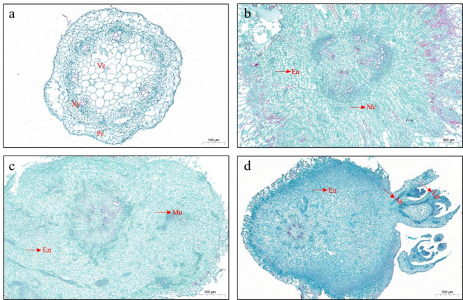 Efficient induction of tetraploids via adventitious bud regeneration and subsequent phenotypic variation in Acacia melanoxylon.