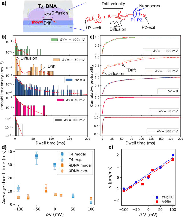DNA Dynamics in Dual Nanopore Tug-of-War.