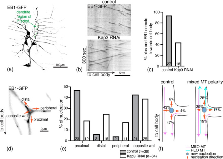 Nucleation feedback can drive establishment and maintenance of biased microtubule polarity in neurites.