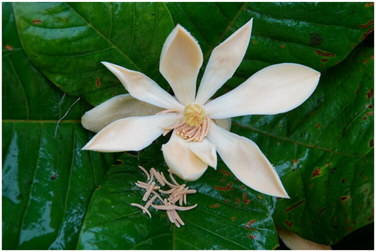Characterization of the complete plastid genome sequence of <i>Magnolia buenaventurensis</i> Á.J. Pérez & E. Rea (Magnoliaceae), a newly described species endemic to the Ecuadorian Andes.
