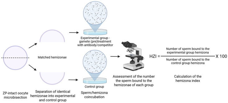 Functional Methods for Studying Sperm-Zona Pellucida Interaction in Mammals.