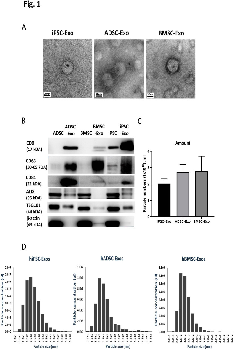 Comparisons of miRNA profiles of exosomes derived from human iPSCs, ADSCs, and BMSCs and effects on chondrocyte function.