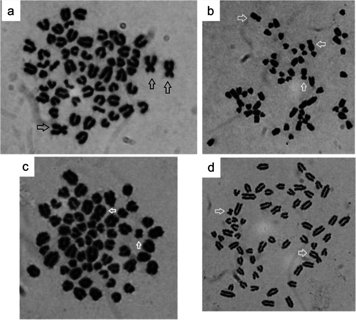 XXX/XY chimerism with urogenital malformations in a Japanese black calf.