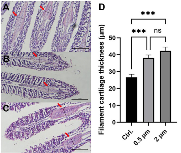Assessment of the Risk of Microplastics on Gill and Gut Health and Subsequent Pathogen Susceptibility in the Goldfish Model.