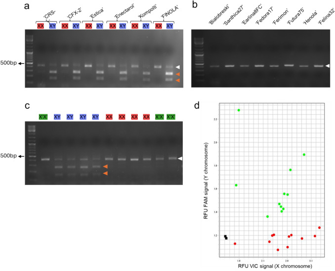 A simple and reliable PCR-based method to differentiate between XX and XY sex genotypes in Cannabis sativa.