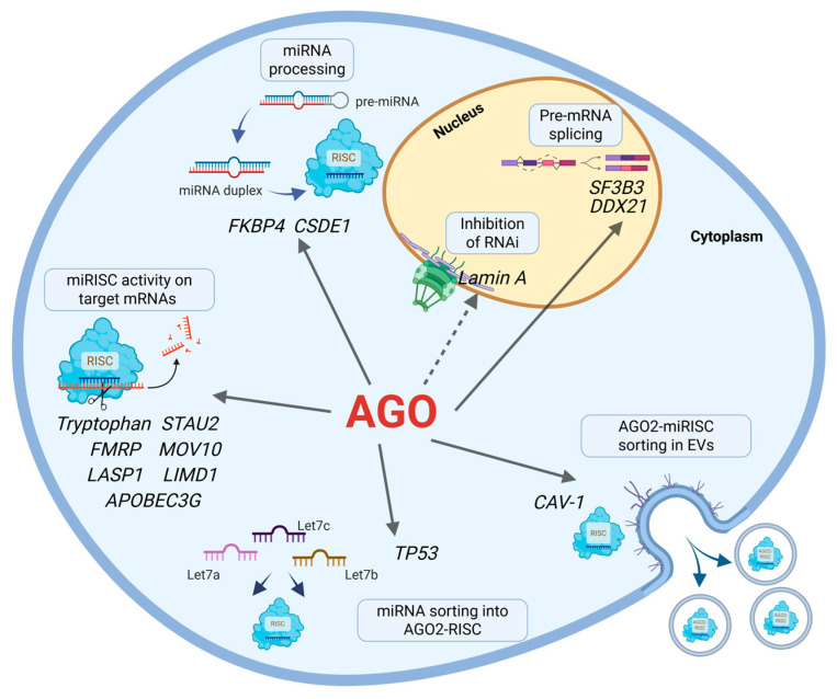 Partners in Silencing: Decoding the Mammalian Argonaute Interactome.